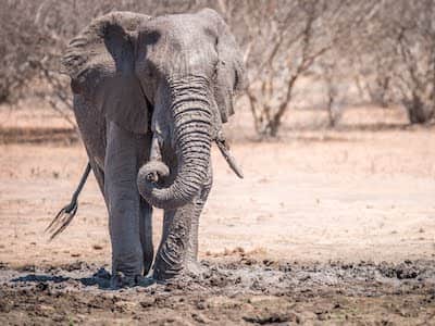 Elephant getting muddy