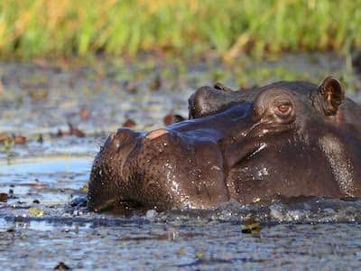 Hippo in delta