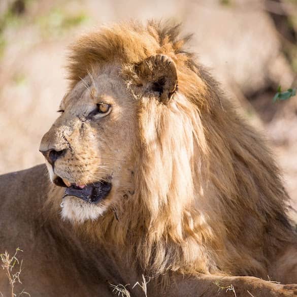 Male lion watching prey