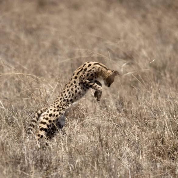 Serval leaping